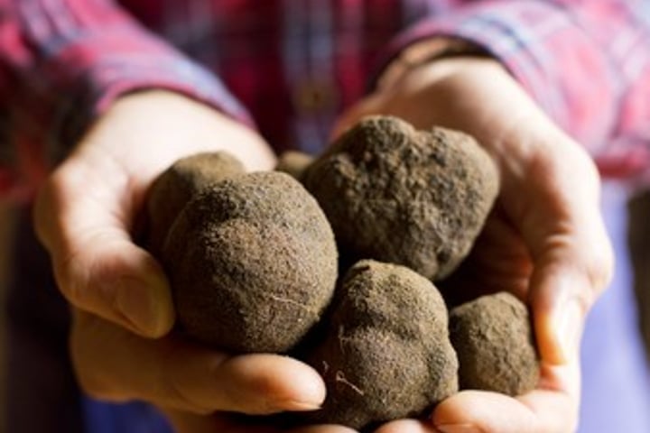 Truffles in Crillon-le-Brave