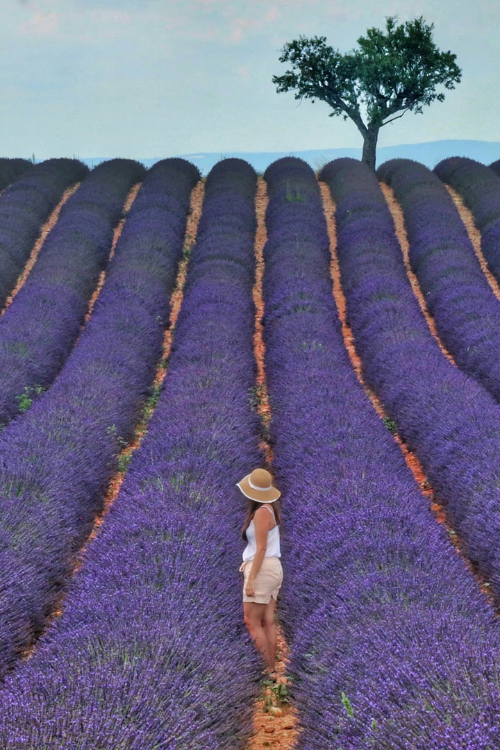 woman in lavender field