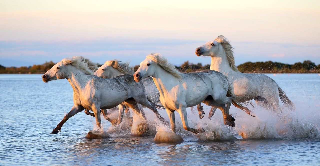 horses in the Camargue.