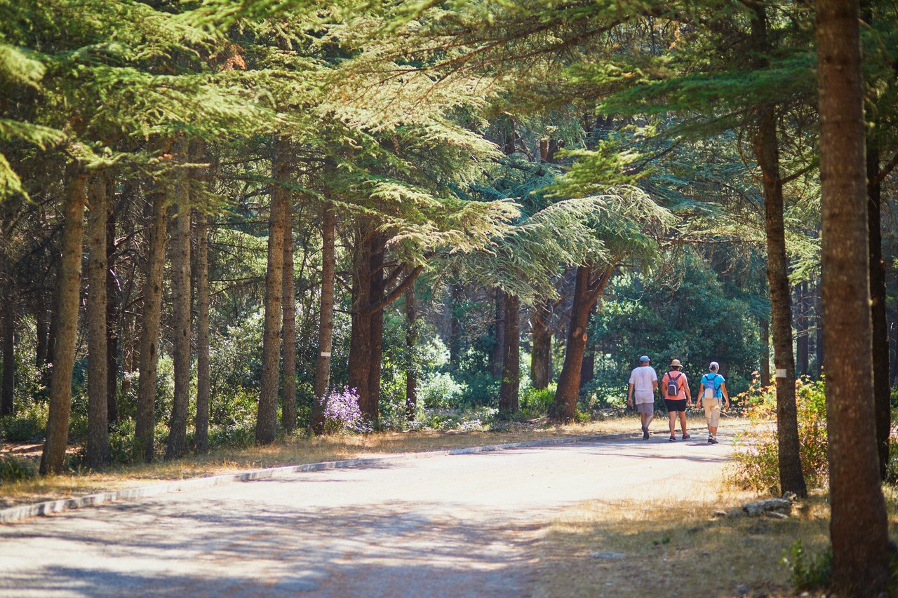 cedar forest walk