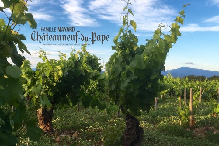 Weinberge im Châteauneuf-du-Pape