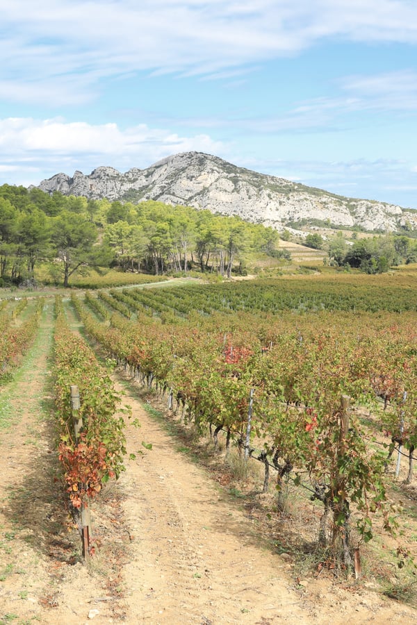 vineyard