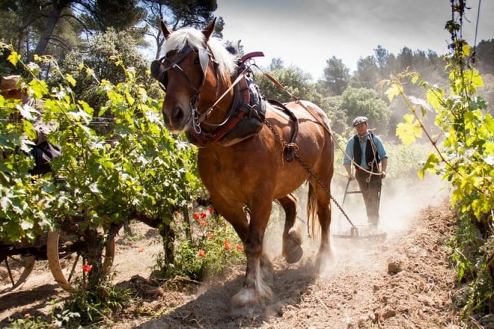 Domaine du Grand Fontanille