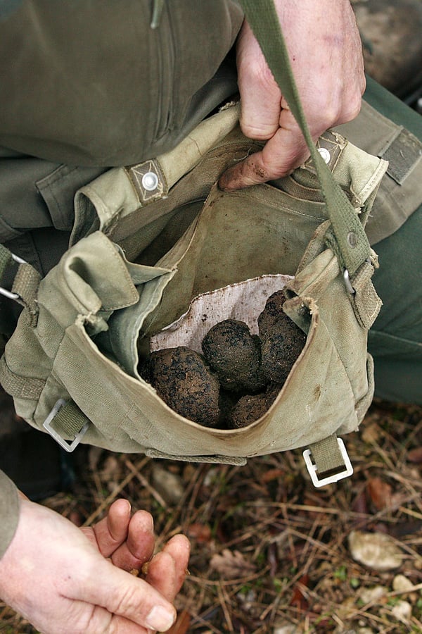 truffles
