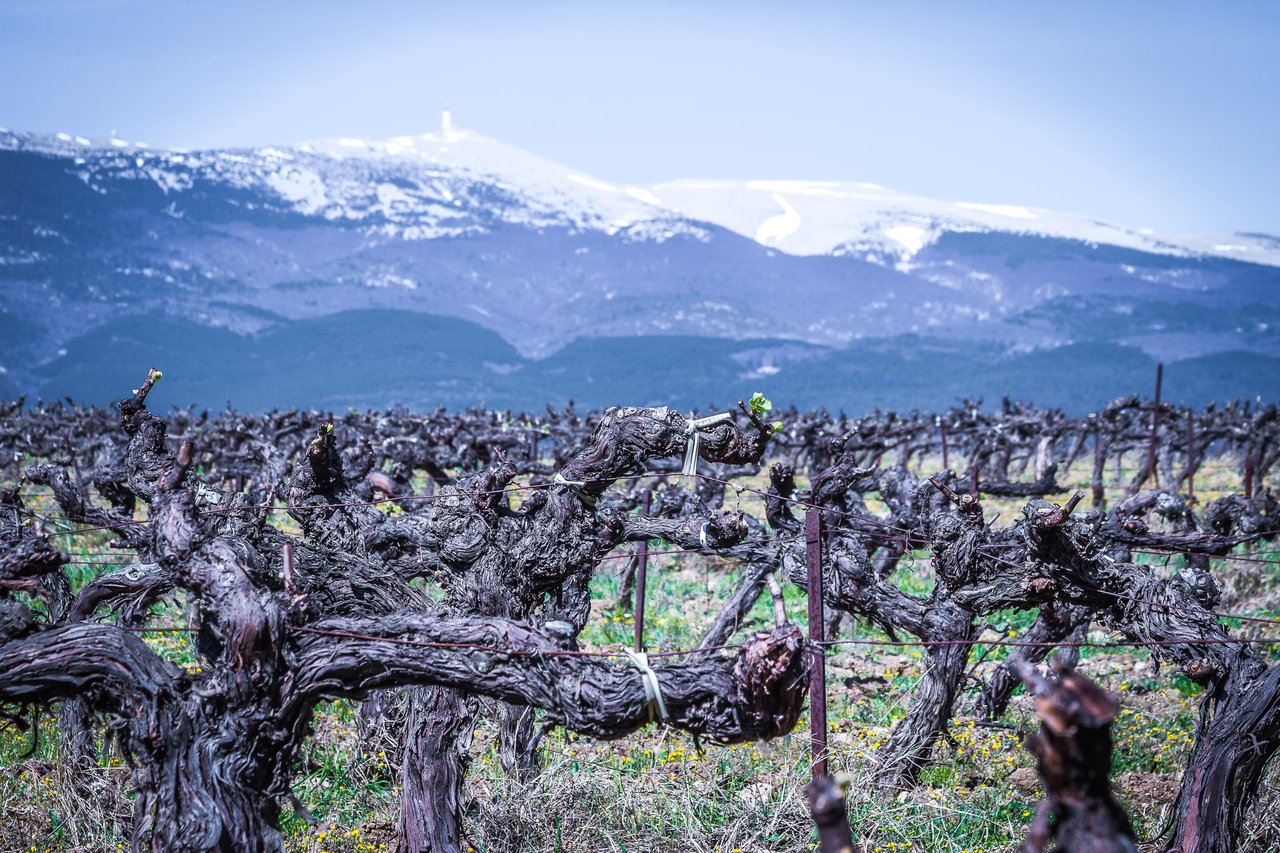 vineyard