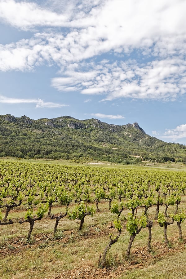 vineyards