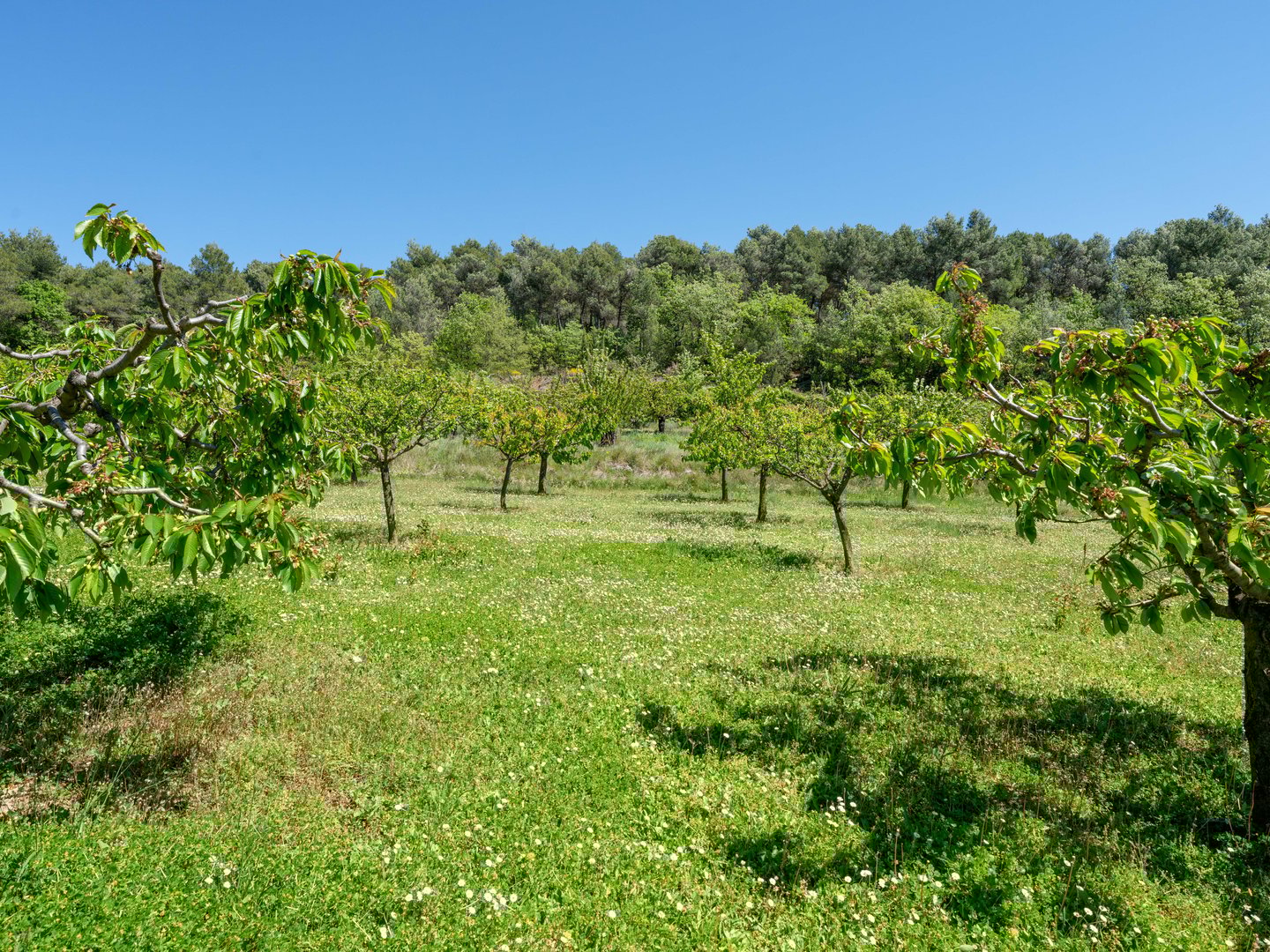 63 - Le Mas des Vignes: Villa: Exterior
