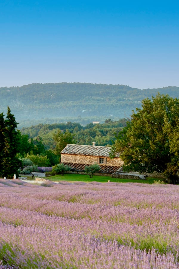 lavender and villa