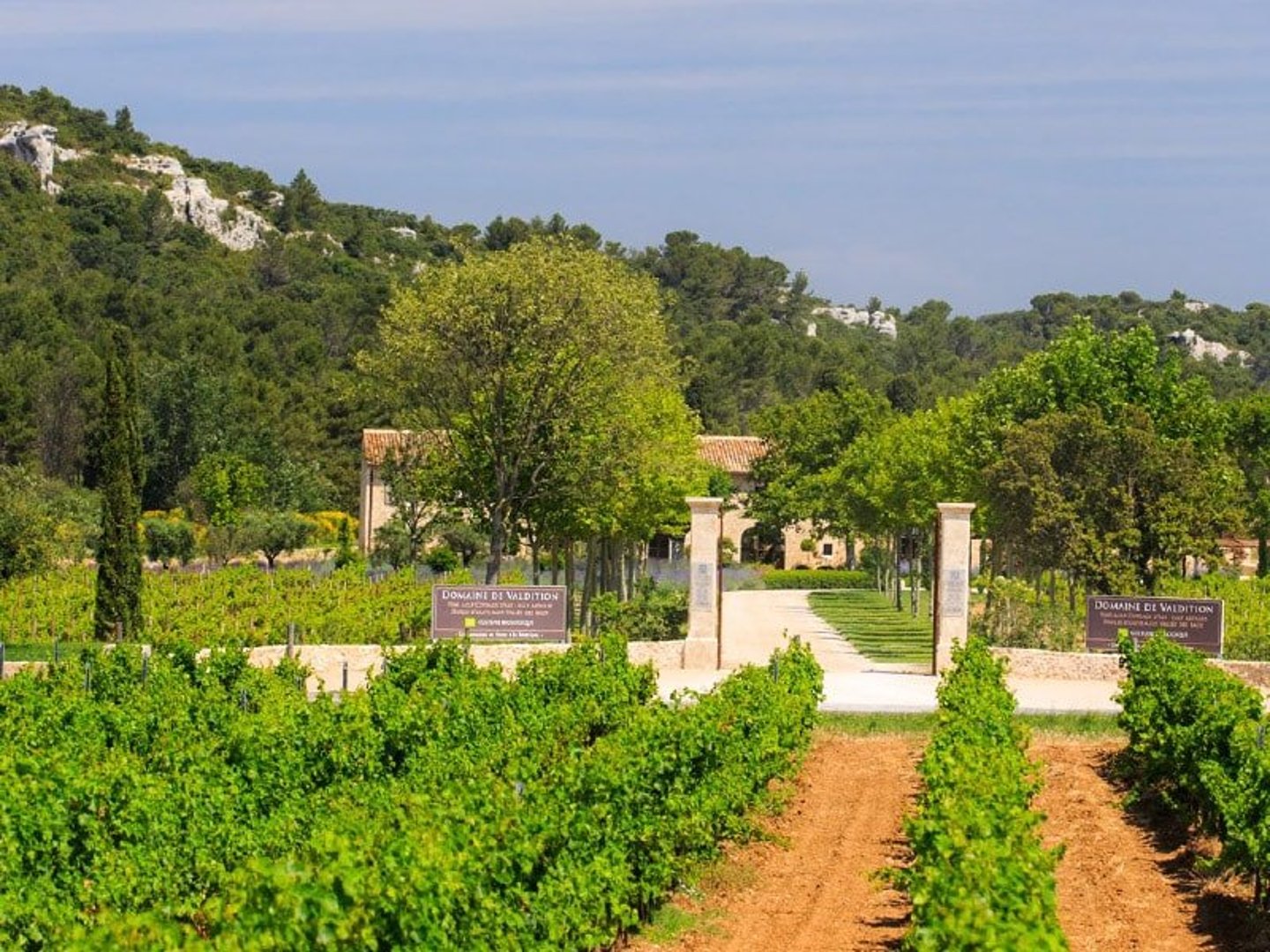 vineyard in provence