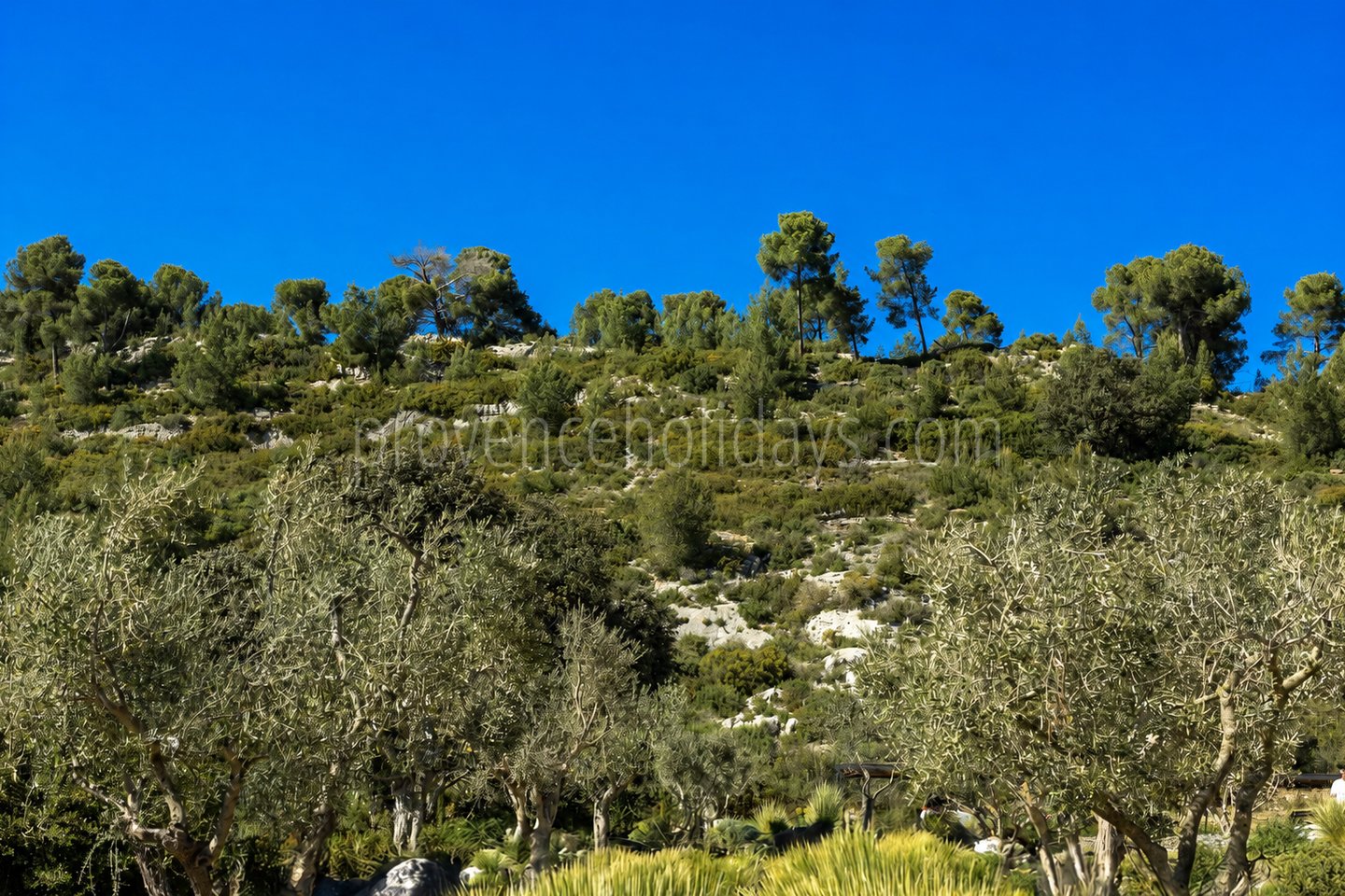 58 - Le Loup des Alpilles: Villa: Exterior