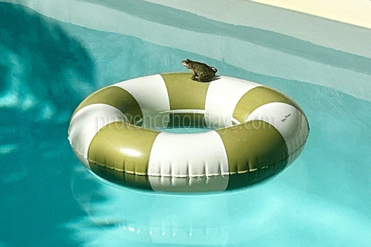 19 - Mas Cyprinidé: Villa: Pool