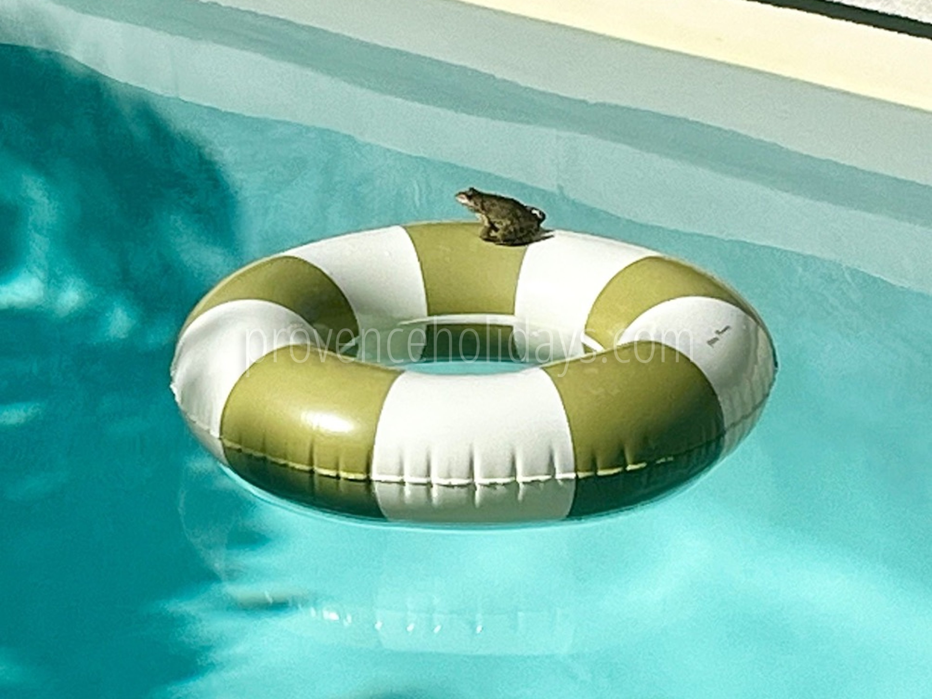 19 - Mas Cyprinidé: Villa: Pool