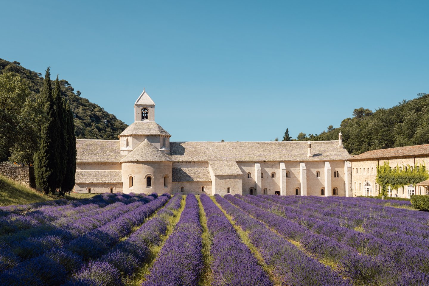 lavener fields