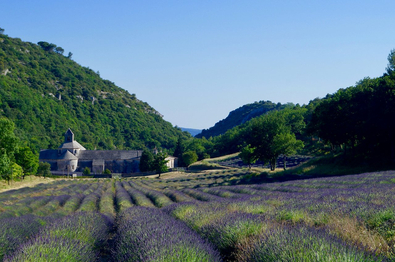 abbey in lavender