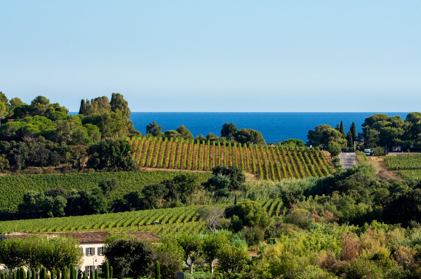 vineyards