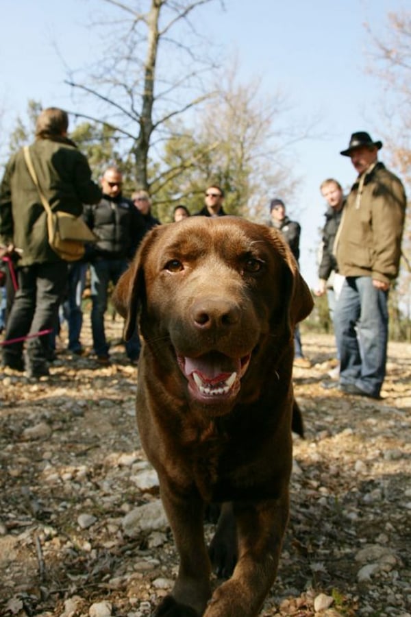 truffle hunting dog