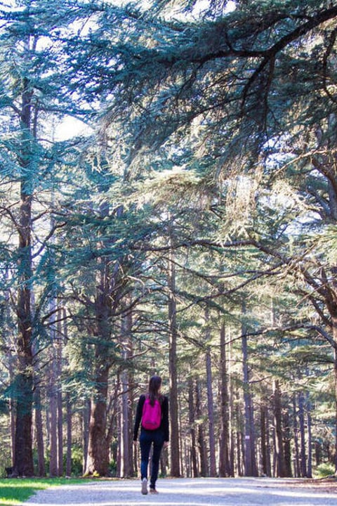 La Forêt de Cèdres