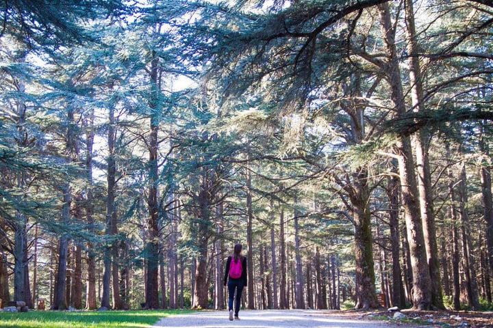 La Forêt de Cèdres