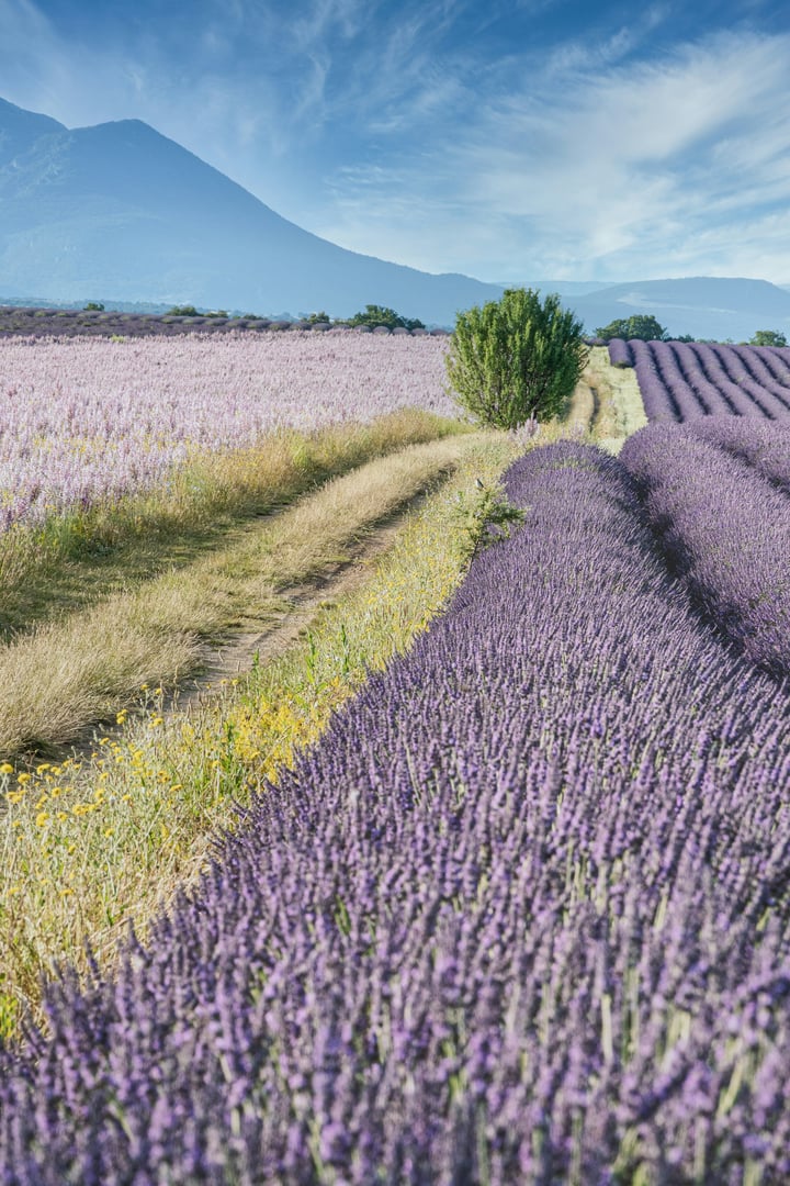 Lavender in mountains