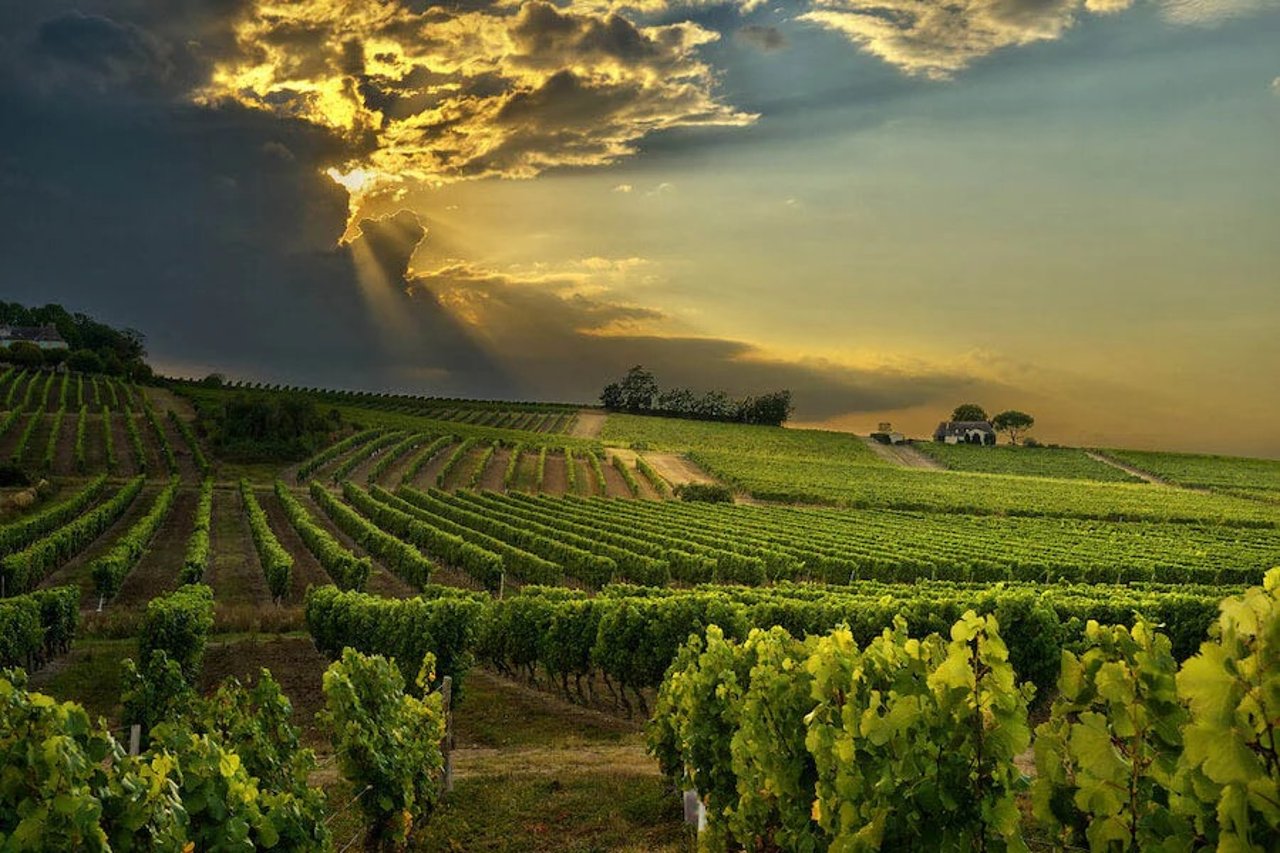 sun on vineyard provence