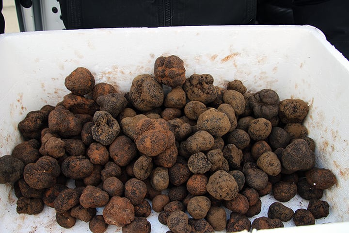Richerenches truffle market
