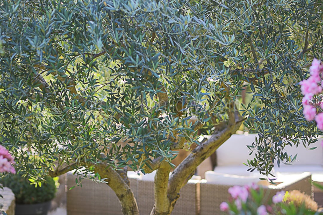 20 - Mas Castillon: Villa: Exterior