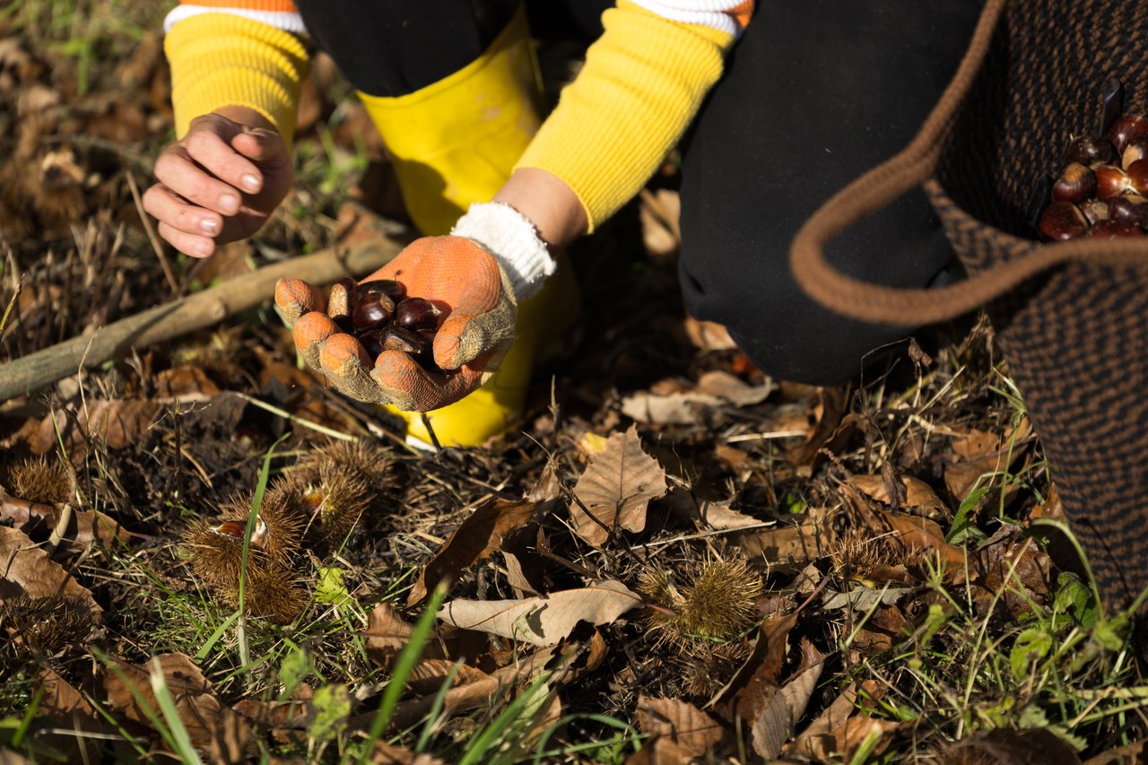 chesnut picking