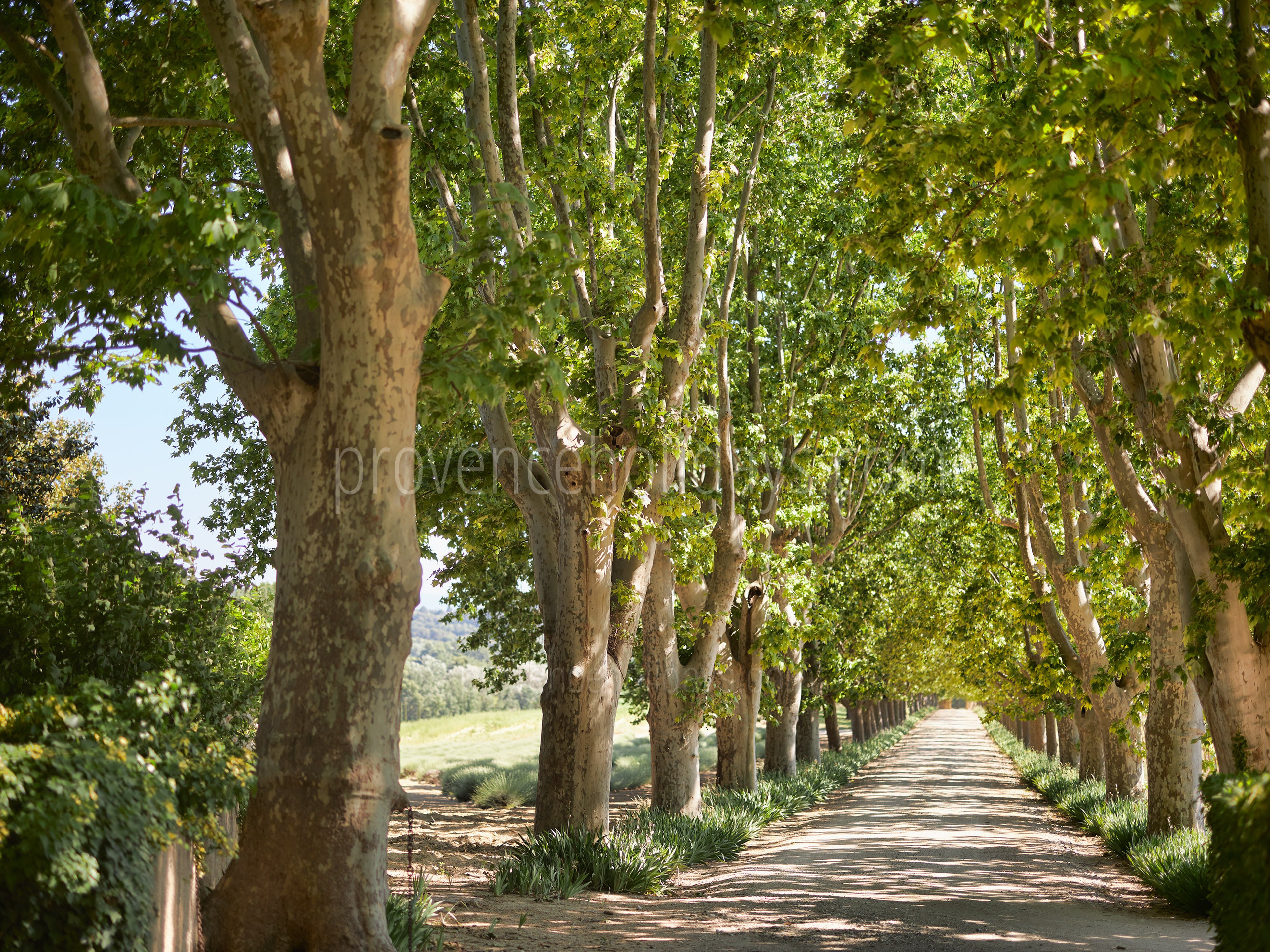 6 - Château de Luberon: Villa: Exterior