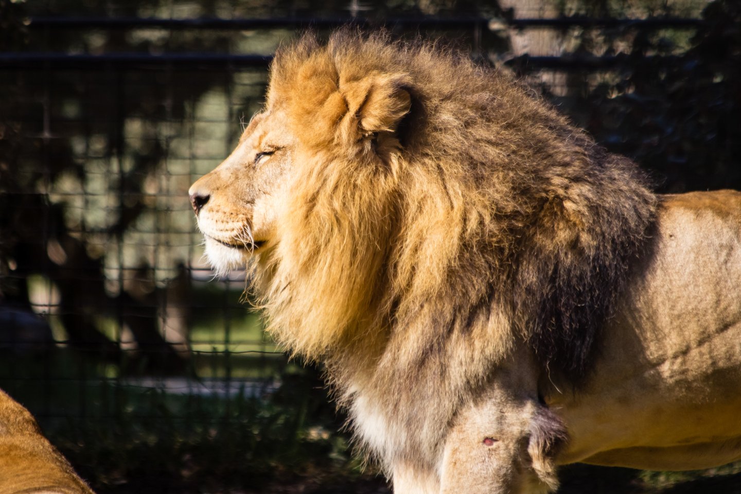 lion