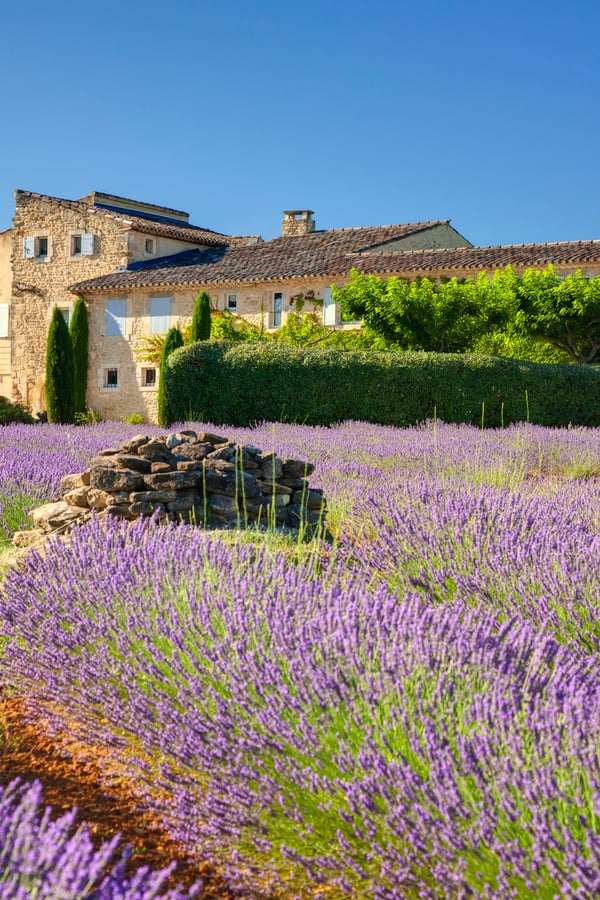 lavendar fields and villa