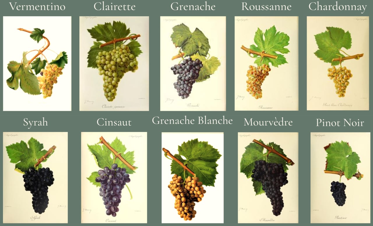 wine grape types