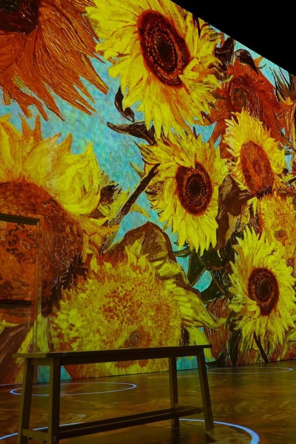 sunflower exhibition