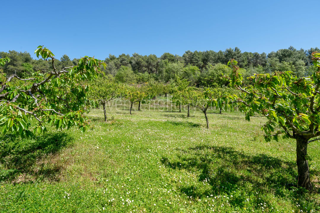 22 - Le Mas des Vignes: Villa: Exterior