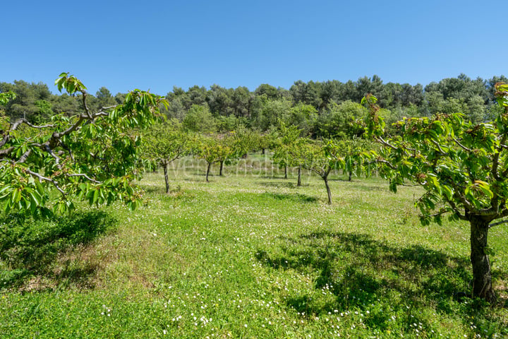 22 - Le Mas des Vignes: Villa: Exterior