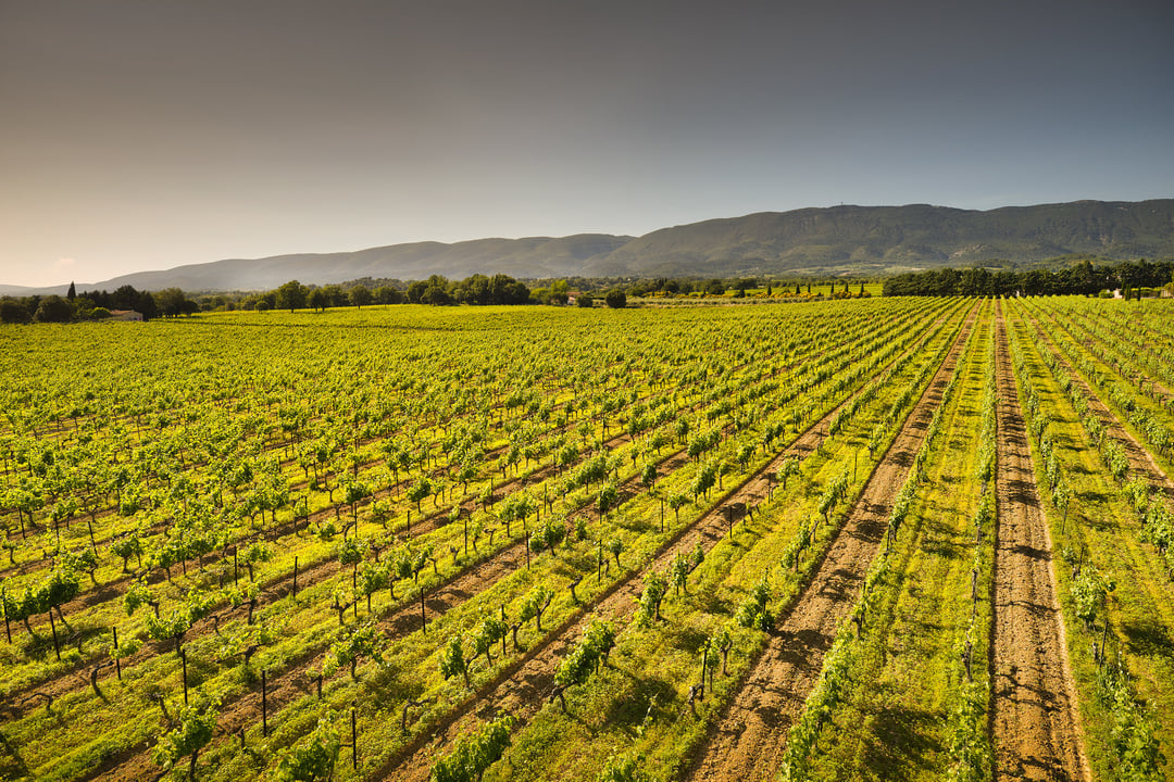 77 - Domaine de Luberon: Villa: Exterior