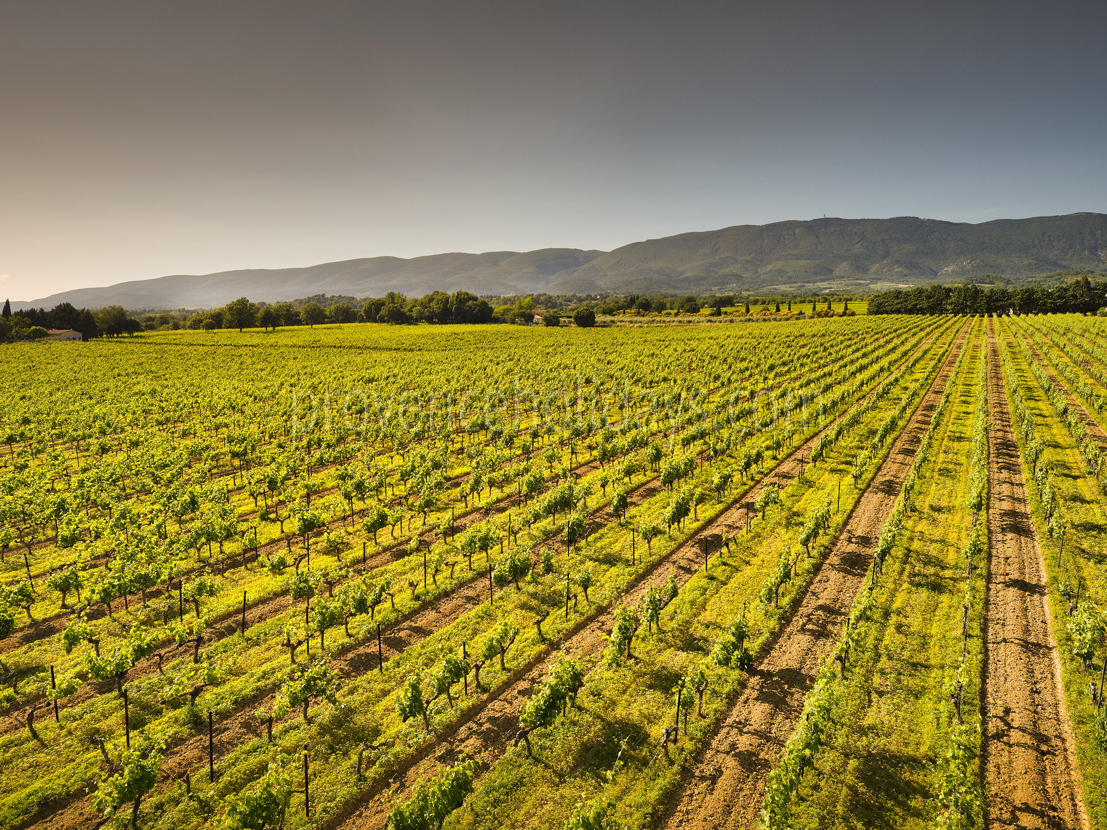 77 - Domaine de Luberon: Villa: Exterior