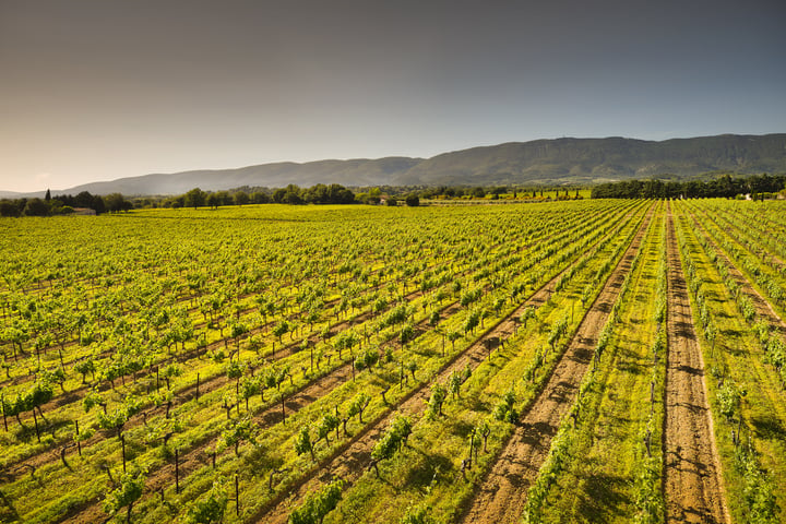 77 - Domaine de Luberon: Villa: Exterior