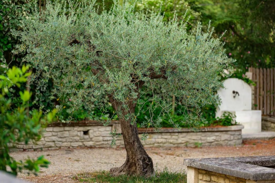 Modern Holiday Home with Guest House in Saint-Rémy 4 - Maison Provence: Villa: Exterior