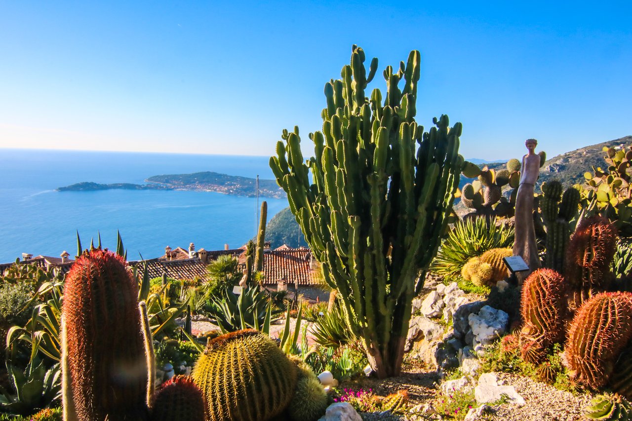 cactus garden provence