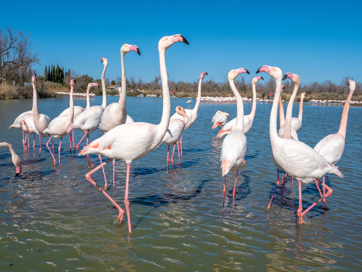 flamingos