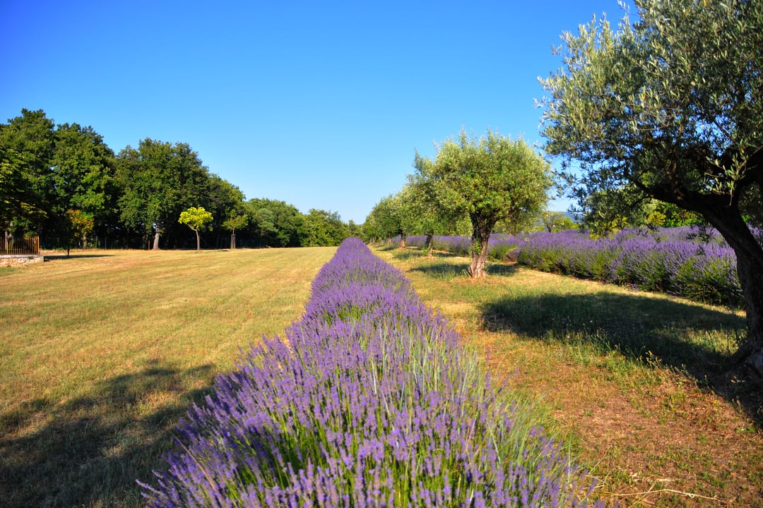 59 - Bastide Lacoste: Villa: Exterior