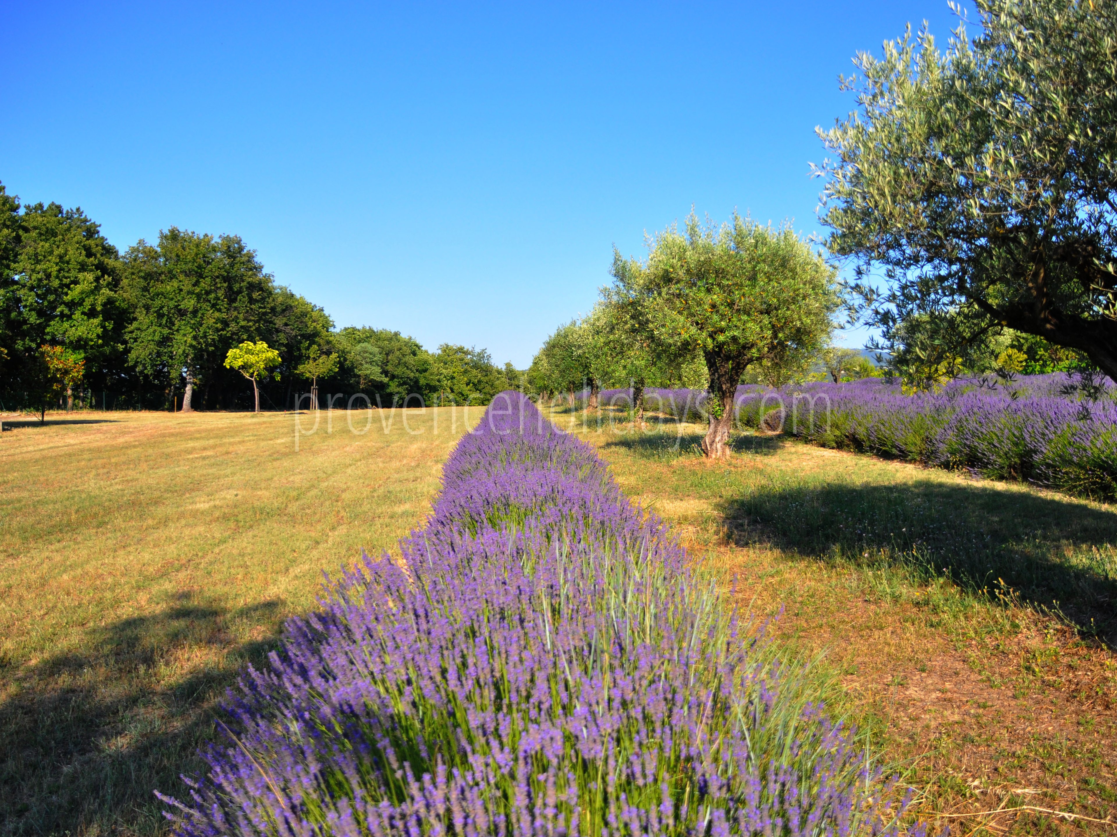 59 - Bastide Lacoste: Villa: Exterior