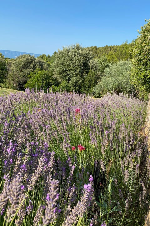82 - Mas des Collines du Luberon: Villa: Exterior