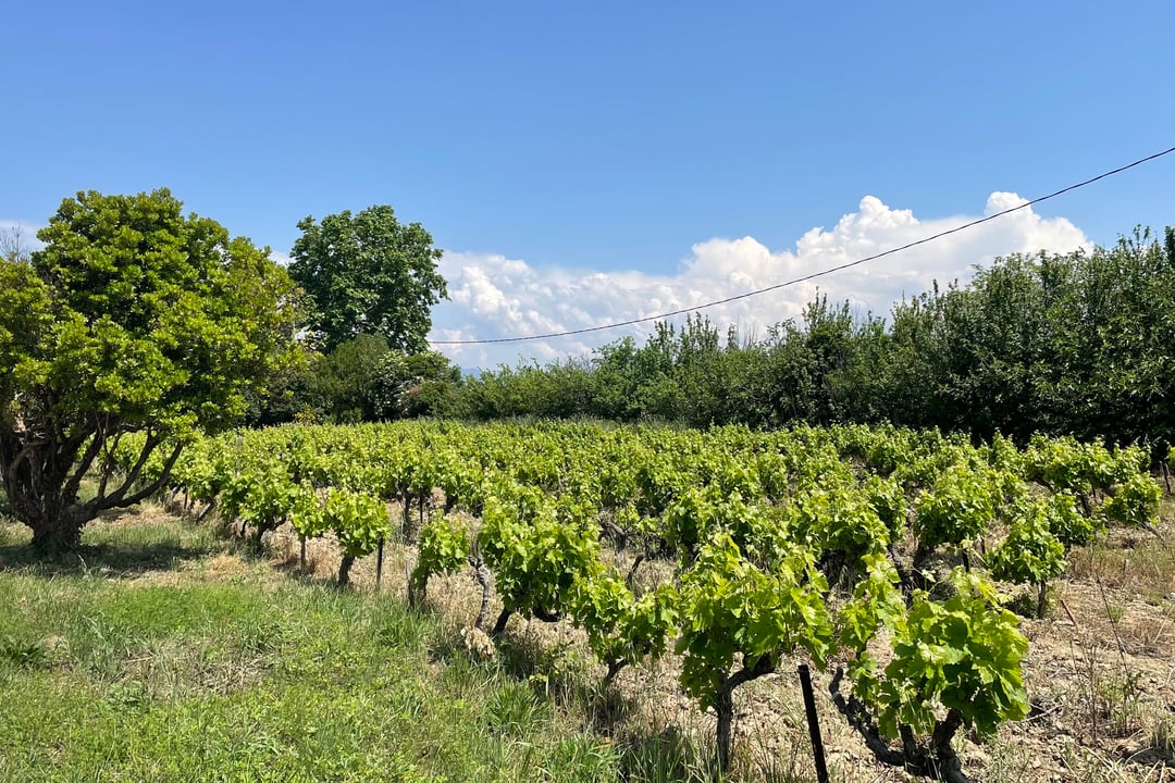 Superbe mas à vendre au milieu des vignes à Séguret Mas des Ramières - 6