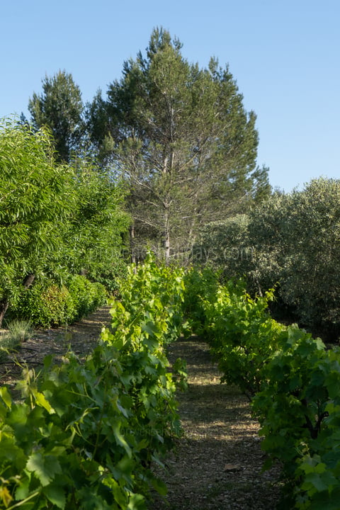 47 - Mas des Aupiho: Villa: Exterior