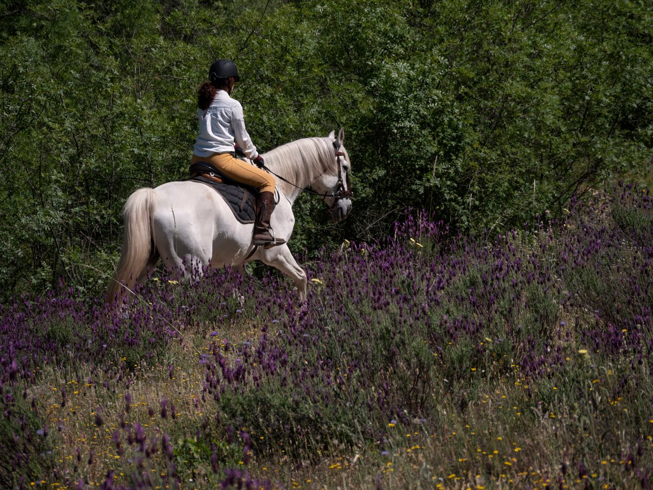 Horseback riding