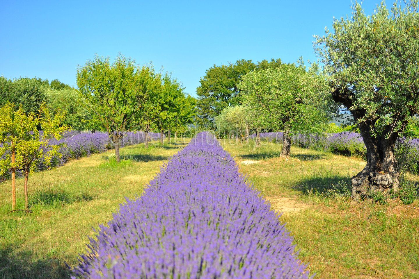 22 - Bastide Lacoste: Villa: Exterior