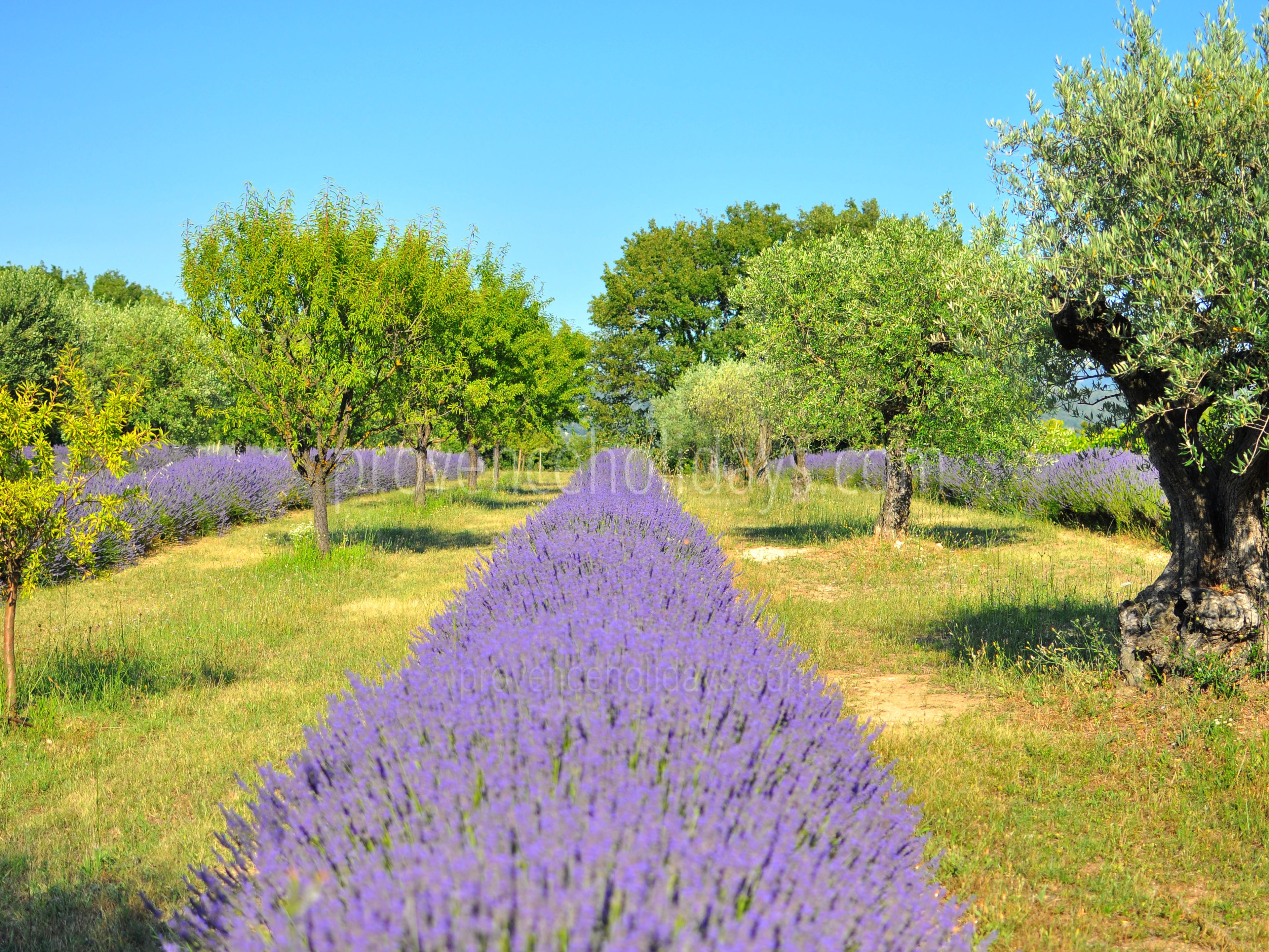 22 - Bastide Lacoste: Villa: Exterior