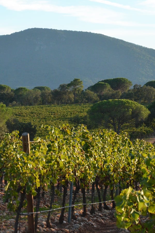 VINEYARD