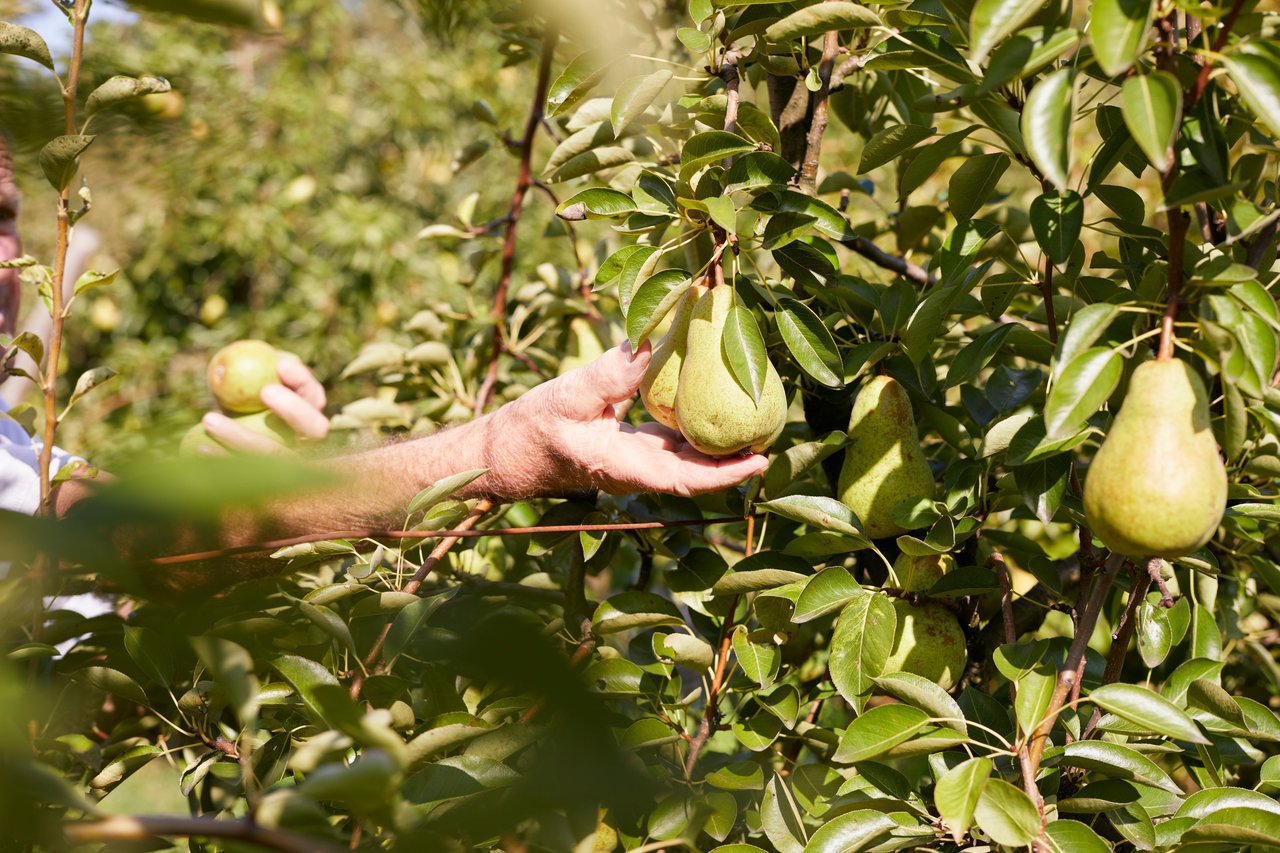 pears